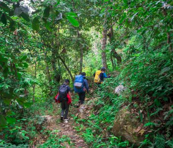 Jungle safari at millennium trek